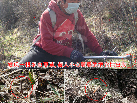 那曲新鮮冬蟲夏草 真空封裝 1克/根