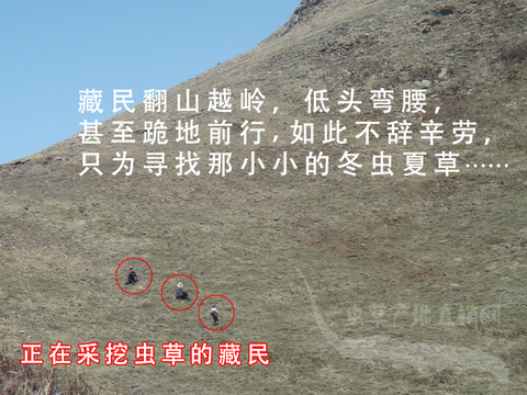 那曲新鮮冬蟲夏草 真空封裝 1克/根