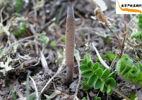 xĲôγɵ,xĲôL(zhng)ɵ,xĲL(zhng)^L(zhng)